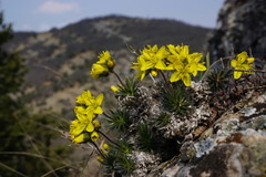 Draba cuspidata