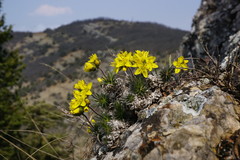 Draba cuspidata