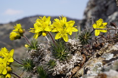Draba cuspidata