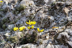 Draba cuspidata