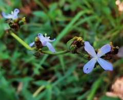 Orthrosanthus monadelphus