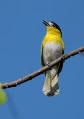 Pachyramphus viridis xanthogenys