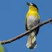 Yellow-cheeked Becard - Photo (c) Luciano Bernardes, some rights reserved (CC BY-NC), uploaded by Luciano Bernardes