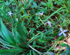 Orthrosanthus monadelphus