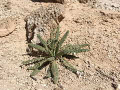 Phacelia sivinskii