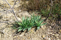 Eremurus spectabilis