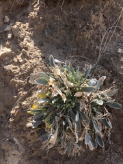 Physaria newberryi yesicola