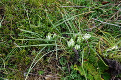 Ornithogalum refractum
