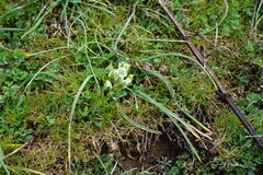Ornithogalum refractum