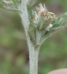 Xerophloea peltata