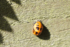 Harmonia axyridis