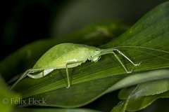 Pterophyllini