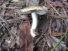 Russula eccentrica