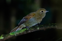 Schiffornis virescens