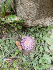 Centaurea raphanina