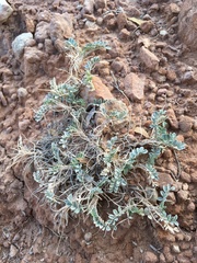 Astragalus missouriensis