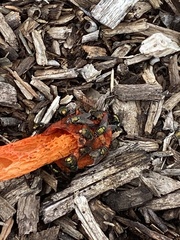 Phallus rubicundus