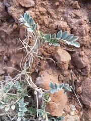 Astragalus missouriensis