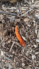 Phallus rubicundus