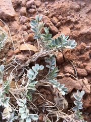 Astragalus missouriensis