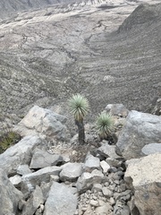 Yucca carnerosana