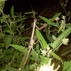 Pseudovates iheringi