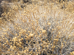 Acamptopappus sphaerocephalus