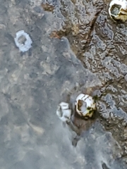 Amphibalanus subalbidus