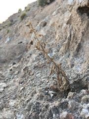 Phacelia sivinskii