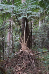 Sphaeropteris quindiuensis