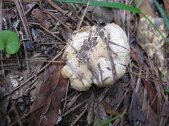 Russula eccentrica