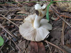 Russula eccentrica