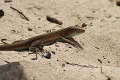 Cnemidophorus espeuti