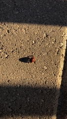 Harmonia axyridis