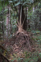 Sphaeropteris quindiuensis