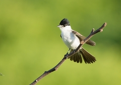 Xenopsaris albinucha