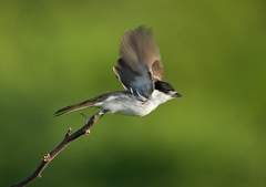 Xenopsaris albinucha