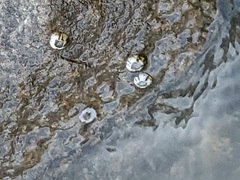 Amphibalanus subalbidus