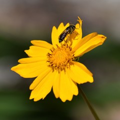 Halictus poeyi