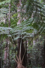 Sphaeropteris quindiuensis