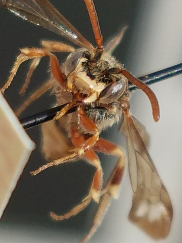 Nomada crotchii