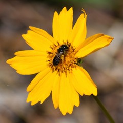 Halictus poeyi