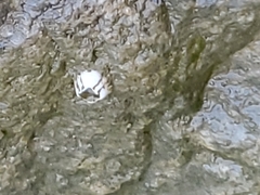 Amphibalanus subalbidus