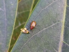 Isotes multipunctata