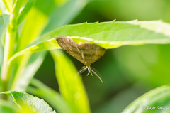Phalaenostola metonalis