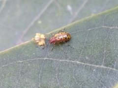 Isotes multipunctata