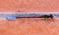 Oxyallagma dissidens