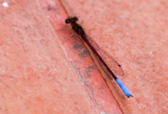 Oxyallagma dissidens