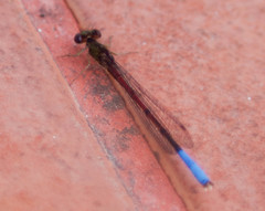 Oxyallagma dissidens