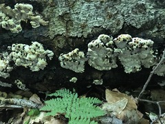 Inonotus glomeratus